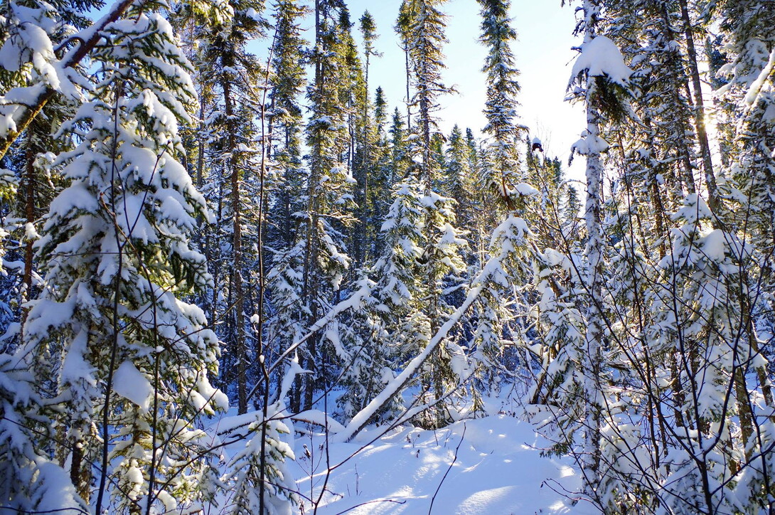 Snowflake Facts Northern Ontario Travel